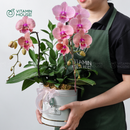 Hộp Quà Lan Hồ Điệp Đà Lạt Cam Sọc 1 cành