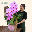 Chậu Lan Hồ Điệp Đà Lạt Hồng Sọc 2 Cành Đẹp