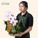 Chậu Lan Hồ Điệp Đà Lạt Trắng 1 Cành