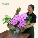 Chậu Lan Hồ Điệp Đà Lạt Hồng Sọc 3 Cành