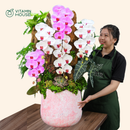 Chậu Lan Hồ Điệp Đà Lạt Hồng Sọc Và Trắng 5 Cành