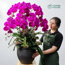 Chậu Lan Hồ Điệp Đà Lạt Tím Ớt 7 Cành