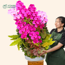 Chậu Lan Hồ Điệp Đà Lạt Tím Ớt Và Hồng Sọc 5 Cành