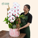 Chậu Lan Hồ Điệp Đà Lạt Trắng 2 Cành