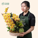 Chậu Lan Hồ Điệp Đà Lạt Vàng 1 Cành