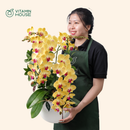 Chậu Lan Hồ Điệp Đà Lạt Vàng 2 Cành