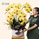 Chậu Lan Hồ Điệp Đà Lạt Vàng 5 Cành