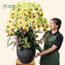 Chậu Lan Hồ Điệp Đà Lạt Vàng 7 Cành