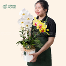 Chậu Lan Hồ Điệp Đà Lạt Vàng Trắng 2 Cành