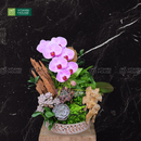 Chậu Lan Hồ Điệp Đà Lạt Hồng Sọc 1 Cành Đẹp