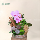 Chậu Lan Hồ Điệp Đà Lạt Hồng Sọc 1 Cành Đẹp