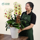 Chậu Lan Hồ Điệp Đà Lạt Vàng 2 Cành