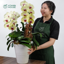 Chậu Lan Hồ Điệp Đà Lạt Vàng 1 Cành