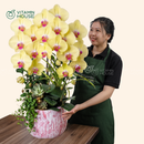 Chậu Lan Hồ Điệp Đà Lạt Vàng 3 Cành