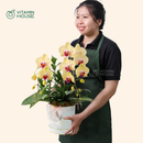 Hộp Quà Lan Hồ Điệp Đà Lạt Vàng 1 Cành