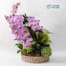 Chậu Lan Hồ Điệp Đà Lạt Hồng Sọc 1 Cành - Dĩa Sứ