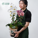 Hộp Quà Lan Hồ Điệp Đà Lạt Trắng Cam Sọc 2 cành