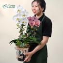 Hộp Quà Lan Hồ Điệp Đà Lạt Trắng Cam Sọc 2 cành