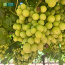 Nước Ép Nho Vitamin House Chai 250ml