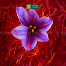 Nhụy Hoa Nghệ Tây Tashrifat Premium Negin Saffron 3g