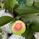 ỔI Trân Châu Vườn Lão 1Kg