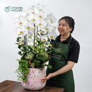 Chậu Lan Hồ Điệp Đà Lạt Trắng 3 Cành
