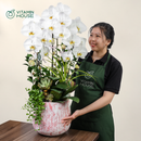 Chậu Lan Hồ Điệp Đà Lạt Trắng 3 Cành