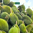 [Trái cây nội địa VN] Cơm Sầu Riêng Sáu Hữu (1Kg)