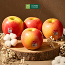 [Trái cây nhập khẩu] Táo Autumn Glory Mỹ size 88 (500g)