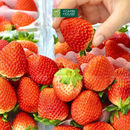 [Trái cây nhập khẩu] Dâu Hàn hộp NH Trading 350g