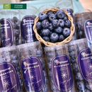 [Trái cây nhập khẩu] Việt Quất Super Jumbo Morocco Ống 200g