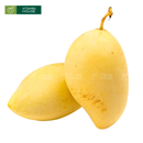 [Trái cây nội địa VN] Xoài Cát Chu Trồng Hữu Cơ 500G