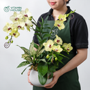 Chậu Lan Hồ Điệp Đà Lạt Vàng 1 Cành - Sứ Hạt Dẻ