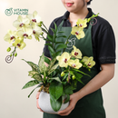 Chậu Lan Hồ Điệp Đà Lạt Vàng 1 Cành - Sứ Hạt Dẻ