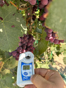 [Trái cây nhập khẩu] Hộp Nho Đỏ Vị Kẹo Mỹ