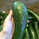 [Trái cây nội địa VN] SIÊU BƠ 034 CỰC BÙI BÉO - SÁP DẺO