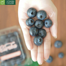 [Trái cây nhập khẩu] Việt Quất Tươi Eureka 125g