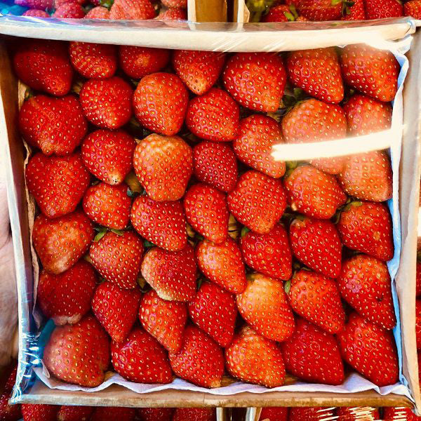 Dâu Giống Hàn Hộp 500G
