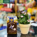 Mật Ong Airborne New Zealand 500g