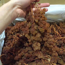 Nho Khô Nguyên Cành Úc