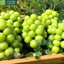 [Trái cây nhập khẩu] Nho Mẫu Đơn Sâm K-Grape Saponin Shine Muscat HQ Hộp 800g