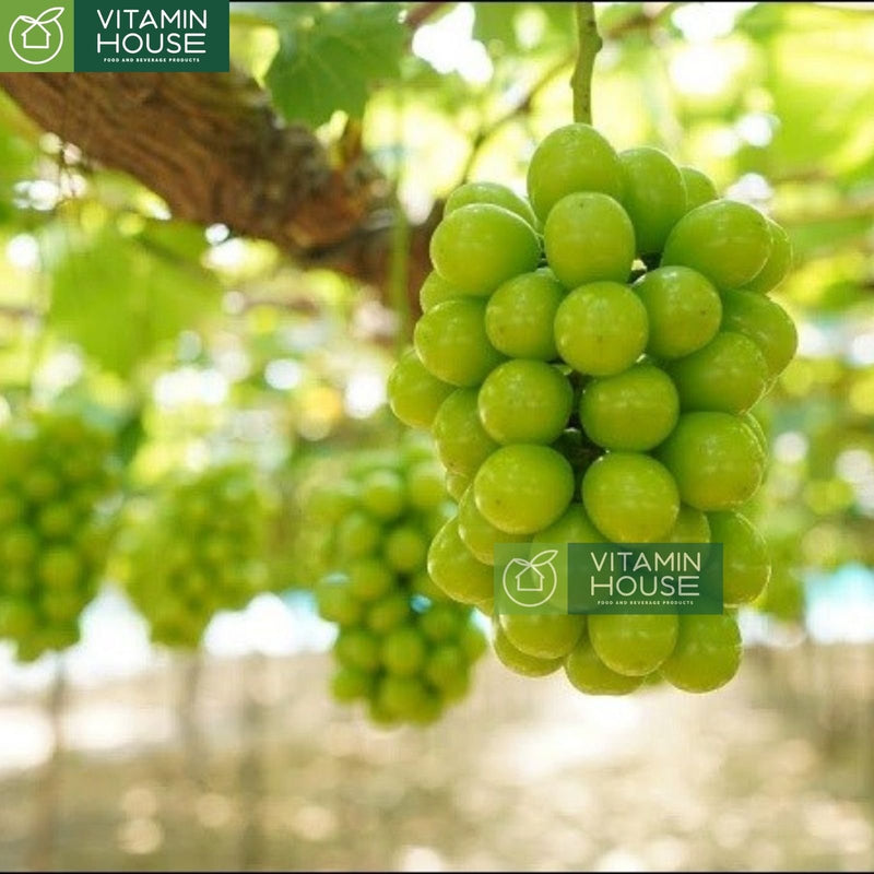 [Trái cây nhập khẩu] Nho Mẫu Đơn Sâm K-Grape Saponin Shine Muscat HQ Hộp 800g